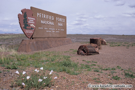 Petrified Forest National Park / ΂̐X