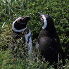 Pingüineras Seno Otway / オトウェイ湾のペンギン営巣地