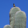 A Gila Woodpecker on the Sagaro