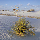 White Sands National Monument / ホワイトサンズ国定公園